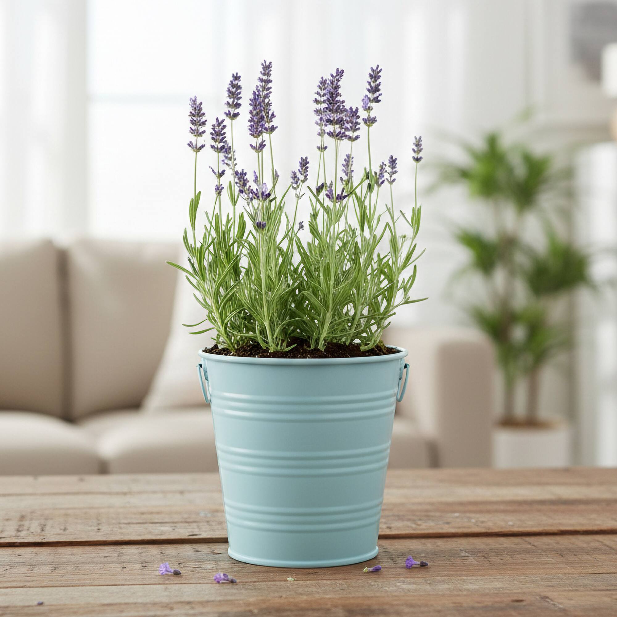 Buzzy® Lavender Pail Complete Grow Kit